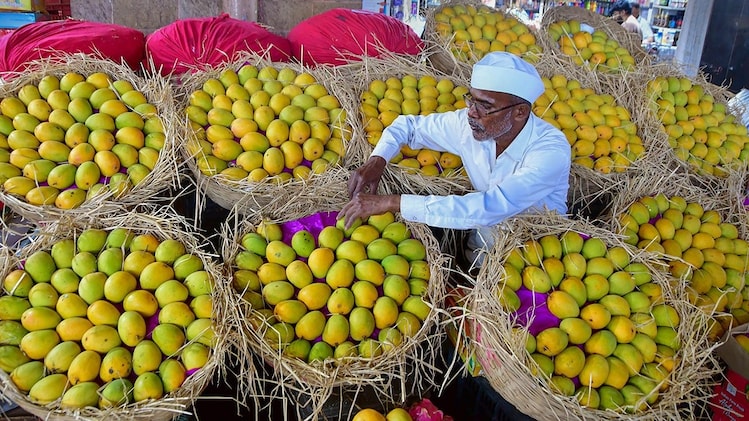 'King of mangoes' faces the heat: Weather devastates Maharashtra's ...