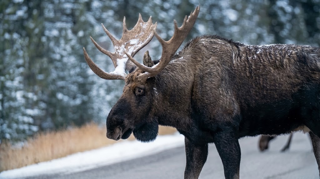 Watch what happens when a giant moose suddenly drops its massive antlers