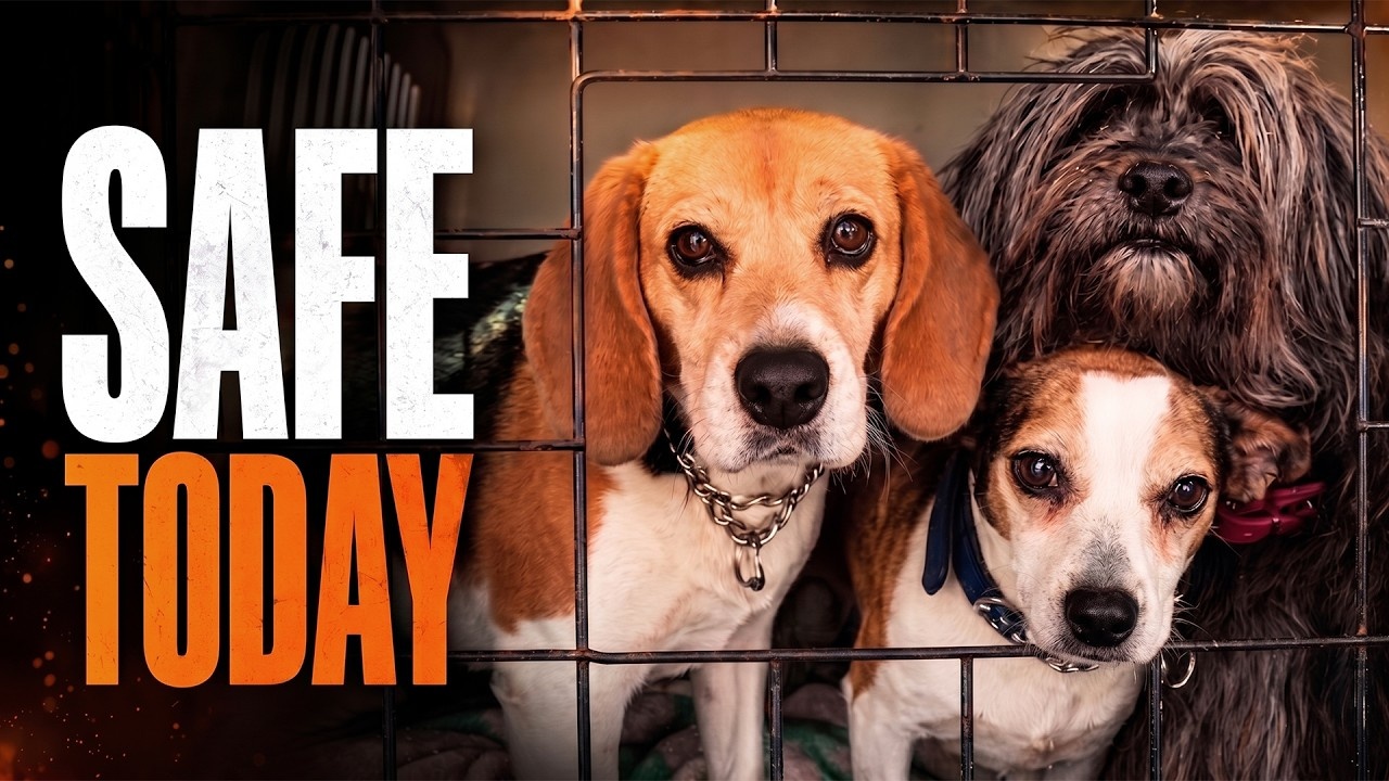 They had to leave everything behind - until someone stepped in to save ...