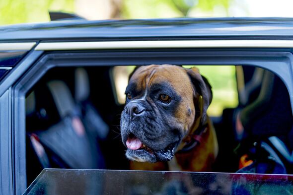 One in six owners have risked their dog's life by leaving them in a car