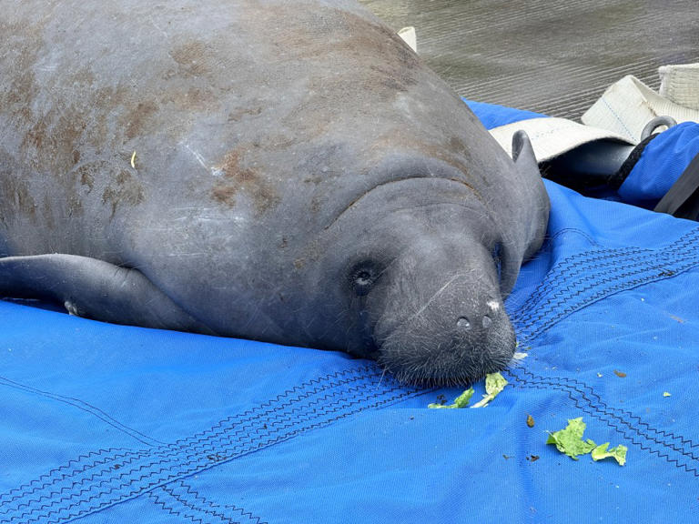 SeaWorld rescues 43K animals, hitting major milestone