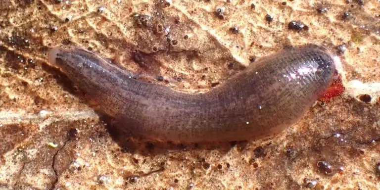 Rare predator found in San Francisco park pond