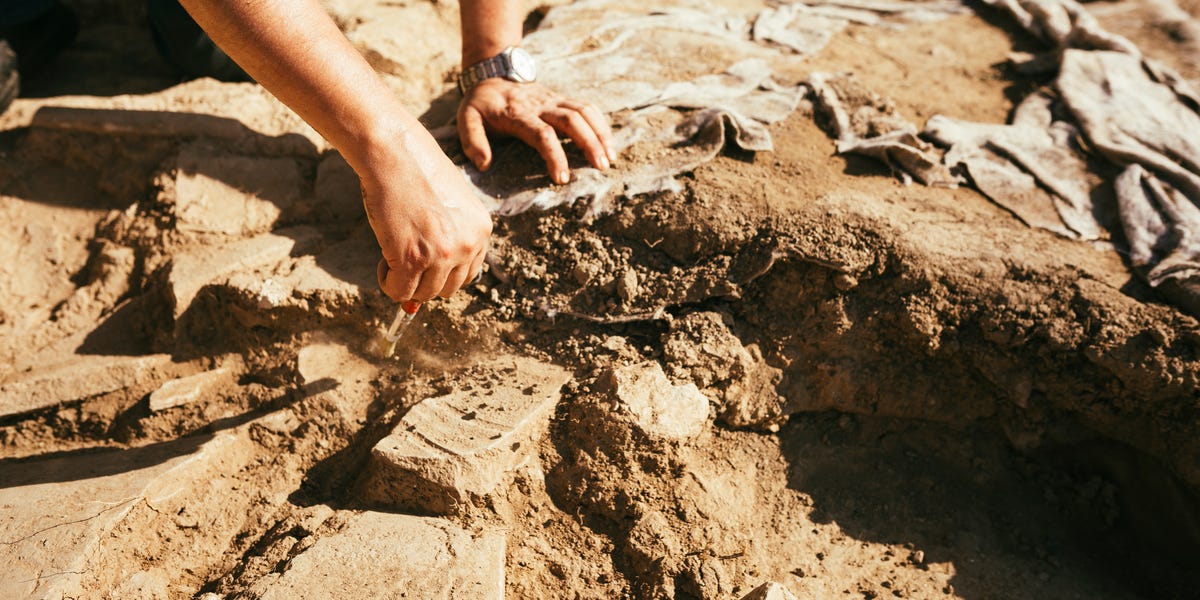 Earliest Animal Remains Found—But Scientists Question Discovery