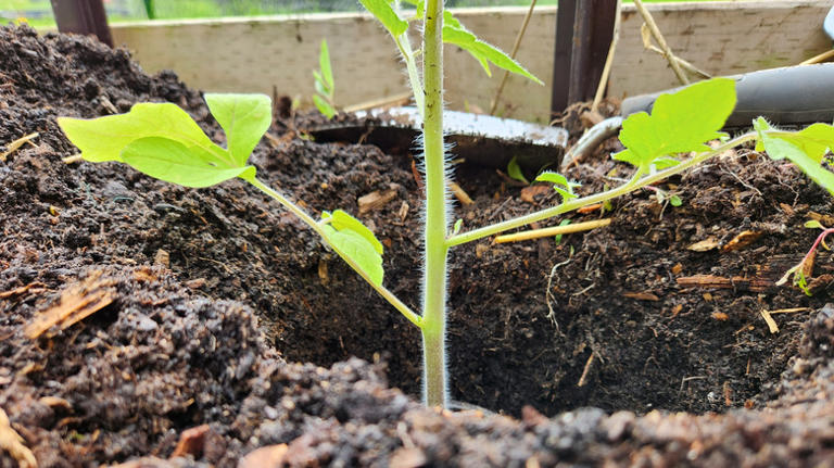 12 tomato growing tips every beginner needs for a successful first harvest