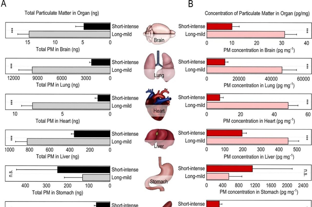 Inhaled fine particulate matter travels beyond the lungs to the brain ...