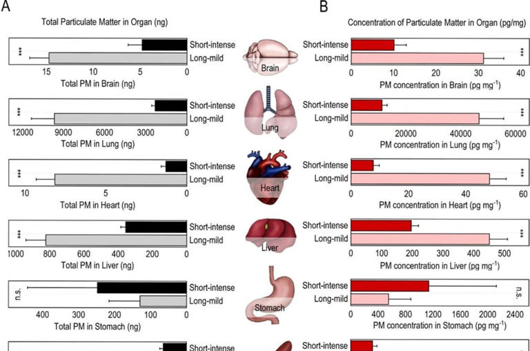 Inhaled fine particulate matter travels beyond the lungs to the brain ...