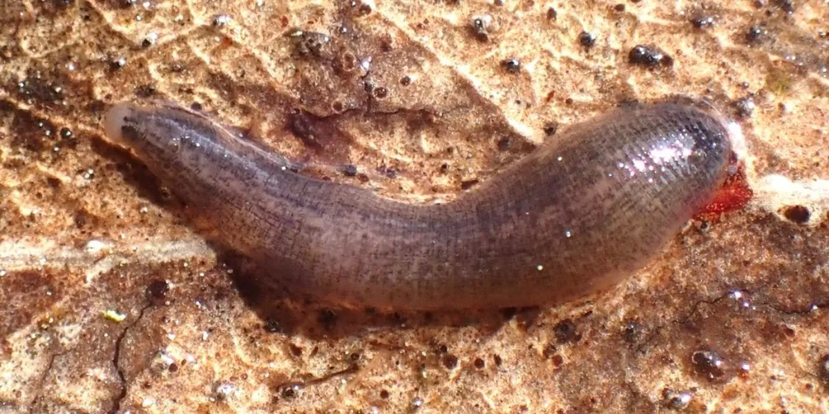 Rare predator found in San Francisco park pond