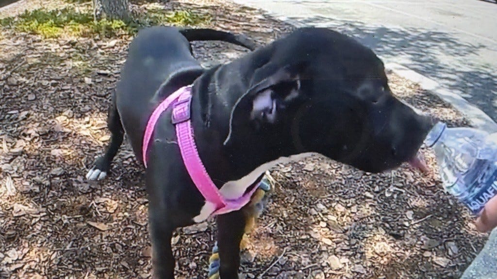 Watch video of police in Florida rescuing a puppy from a hot car