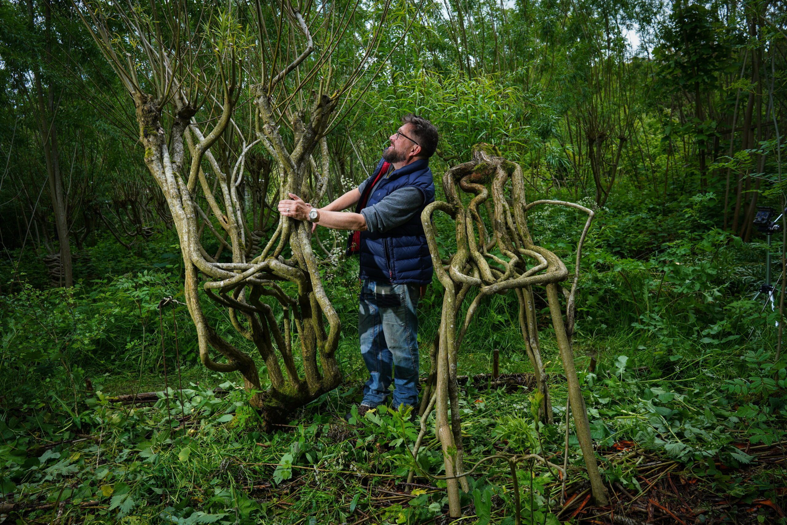 Britain’s first ‘furniture orchard’ grows chairs on trees