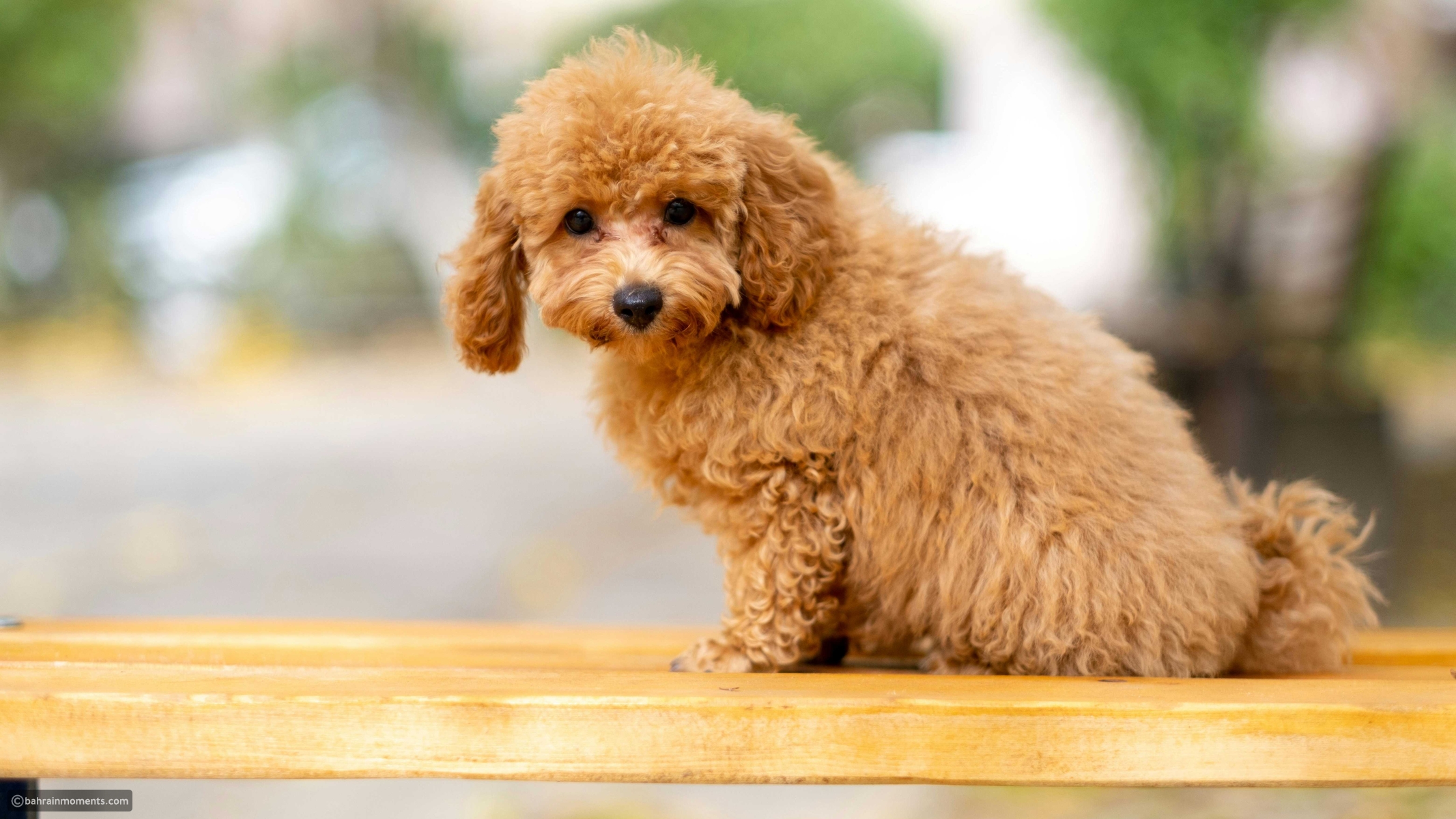 These 12 dog breeds act so much like people, it's almost unreal