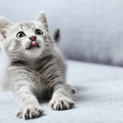 猫が飼い主に「依存」しているサイン5つ 甘えとの違いや正しい距離感の保ち方も解説