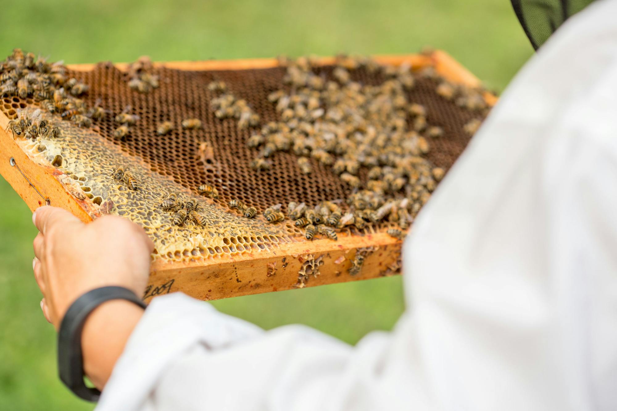 Shutting down federal bee labs threatens bees, beekeepers and the US ...