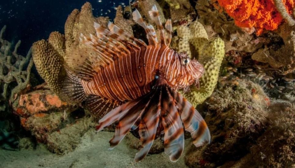 Peixe-leão avança pela costa brasileira, invade áreas protegidas e ...