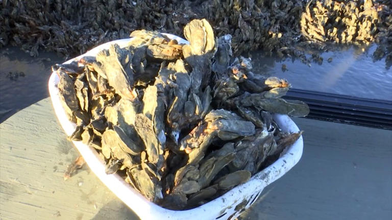 South Carolina’s shellfish harvesting season to close May 27