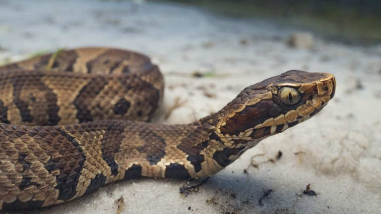 5 snake-filled Mississippi waterways where more than 50 species thrive