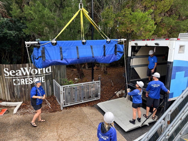 SeaWorld rescues 43K animals, hitting major milestone