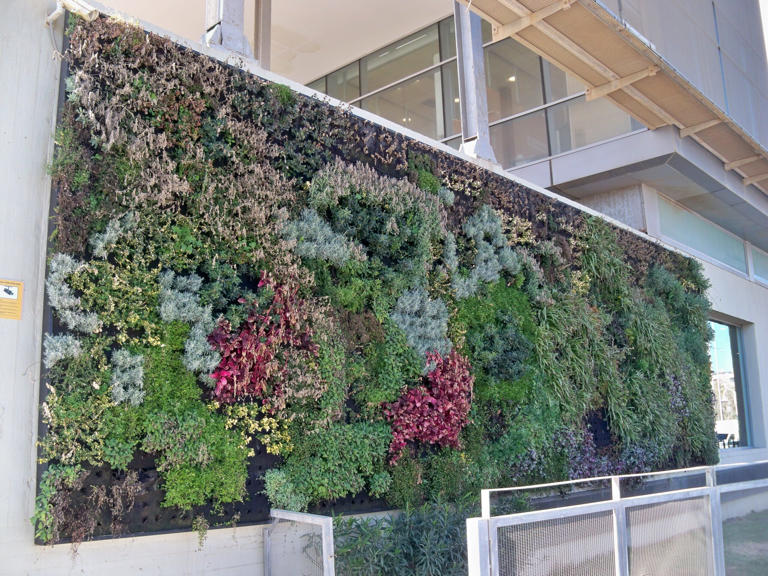 A step-by-step guide to vertical gardening for urban spaces