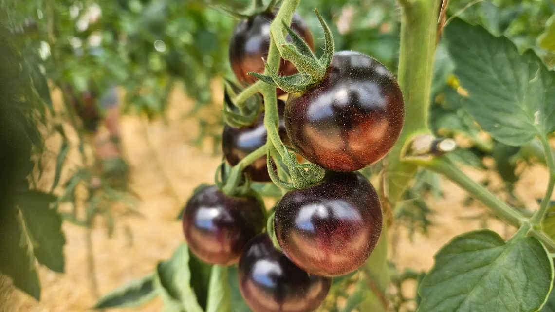 Mach's wie ein Tomatenzüchter: Dünge deine Tomaten mit altem Brot!