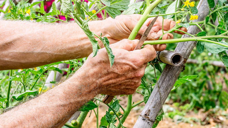 12 tomato growing tips every beginner needs for a successful first harvest