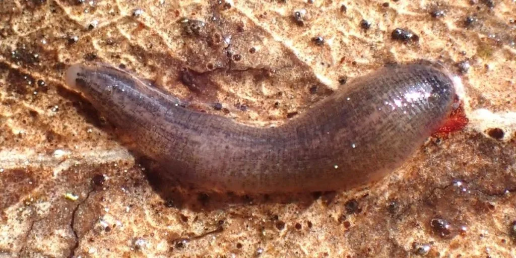 Seltener Räuber in Parkteich in San Francisco entdeckt