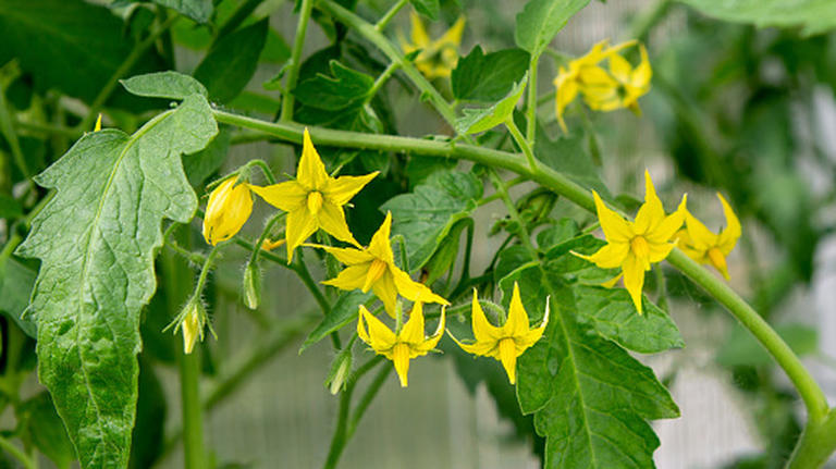 12 tomato growing tips every beginner needs for a successful first harvest