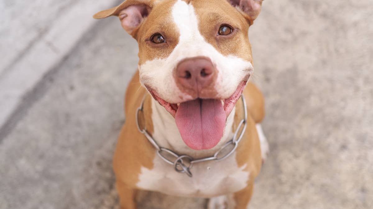 People can't believe this pit bull's self-control around food