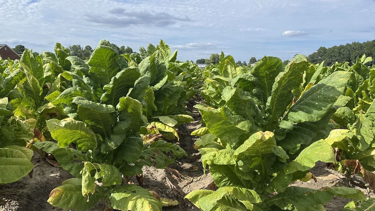 Bill: Funding increase sought for USDA grants tied to artificial ...