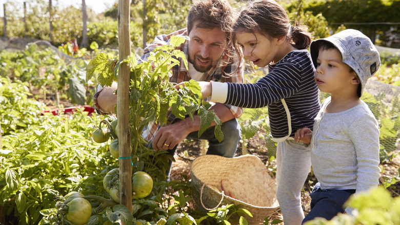 12 tomato growing tips every beginner needs for a successful first harvest