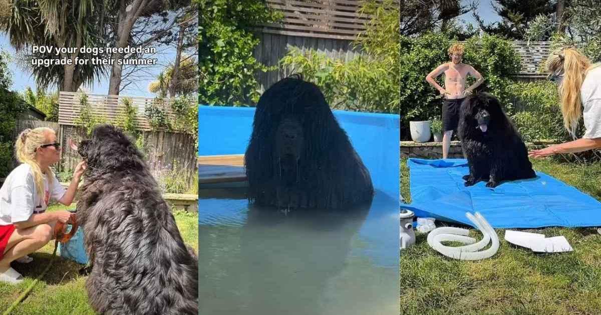 Dogs get ultimate pool upgrade just in time for summer