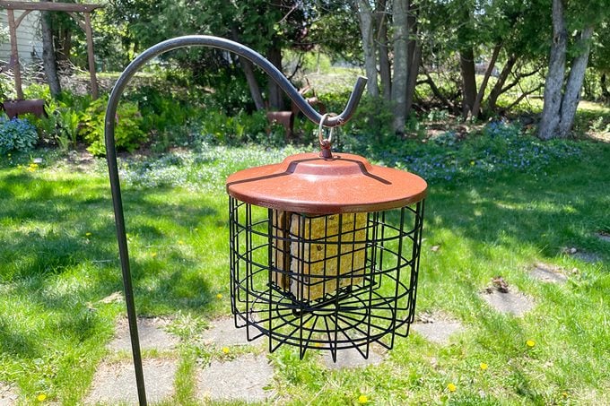 Bnba26 Double Cage Suet Feeder Katie Bandurski 02 Ssedit