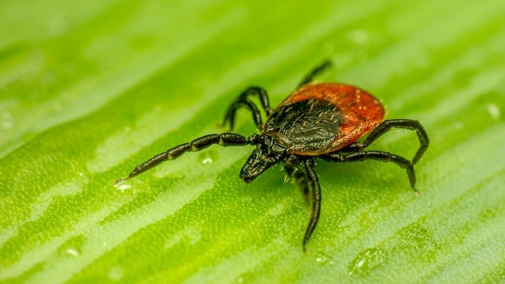 Emergency room visits for tick bites rise in Central Florida