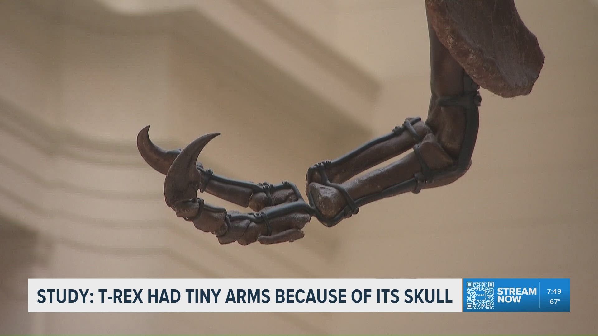 New study suggests reason why T rex had small arms