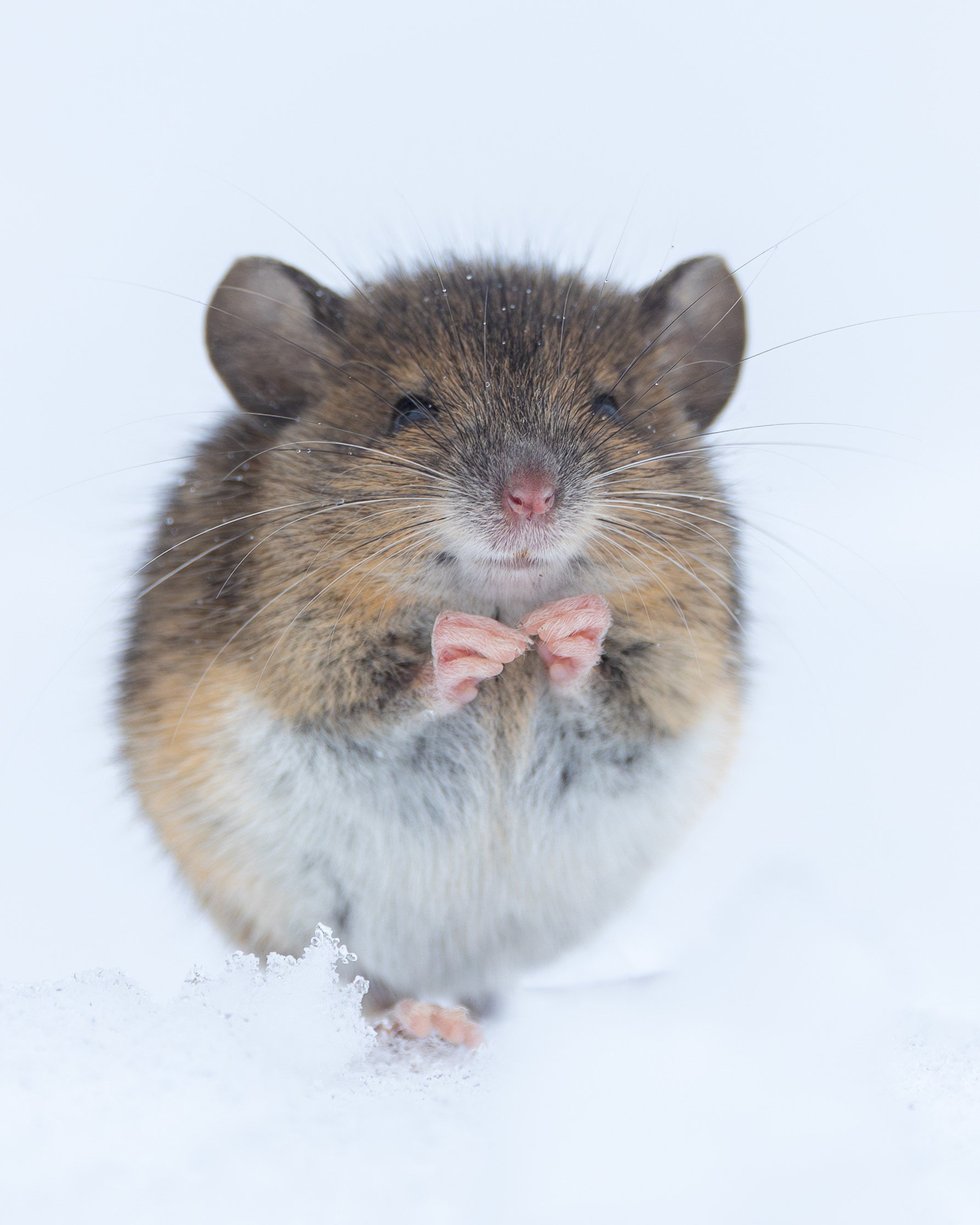 Friendly mouse hops up to photographer and poses for pictures