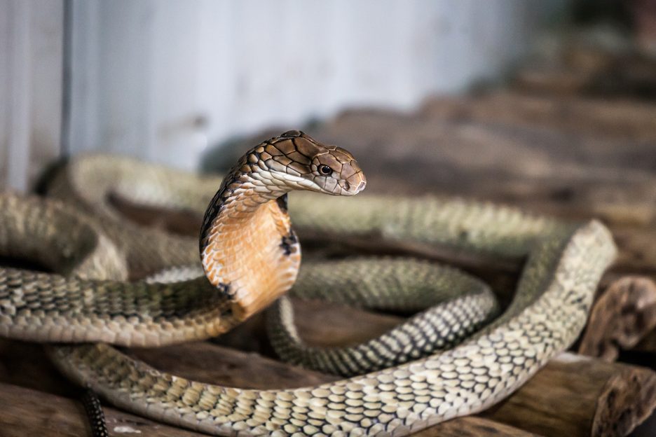 Do snakes eat each other?