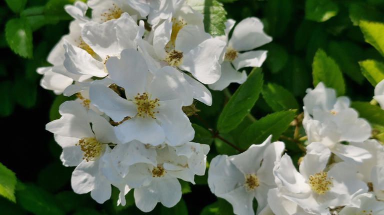 The perennial rose you should avoid planting, despite its beauty