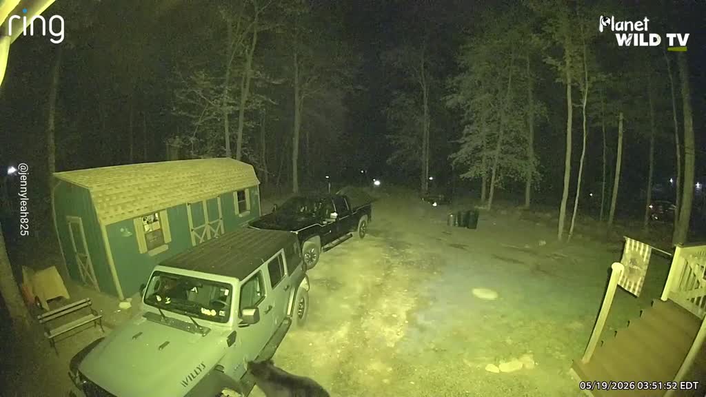 Bear breaks into car