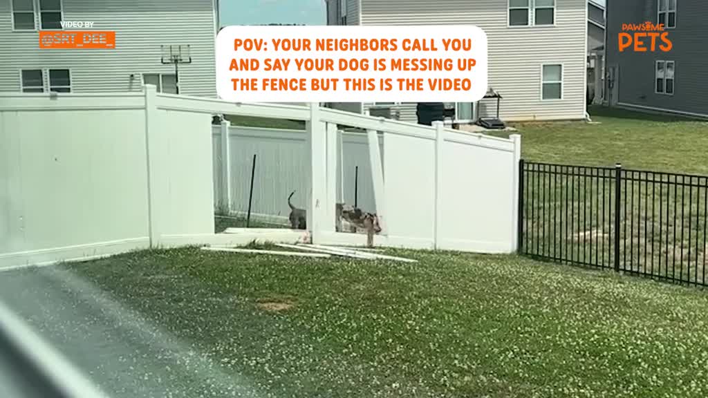 Puppy caught demolishing backyard fence