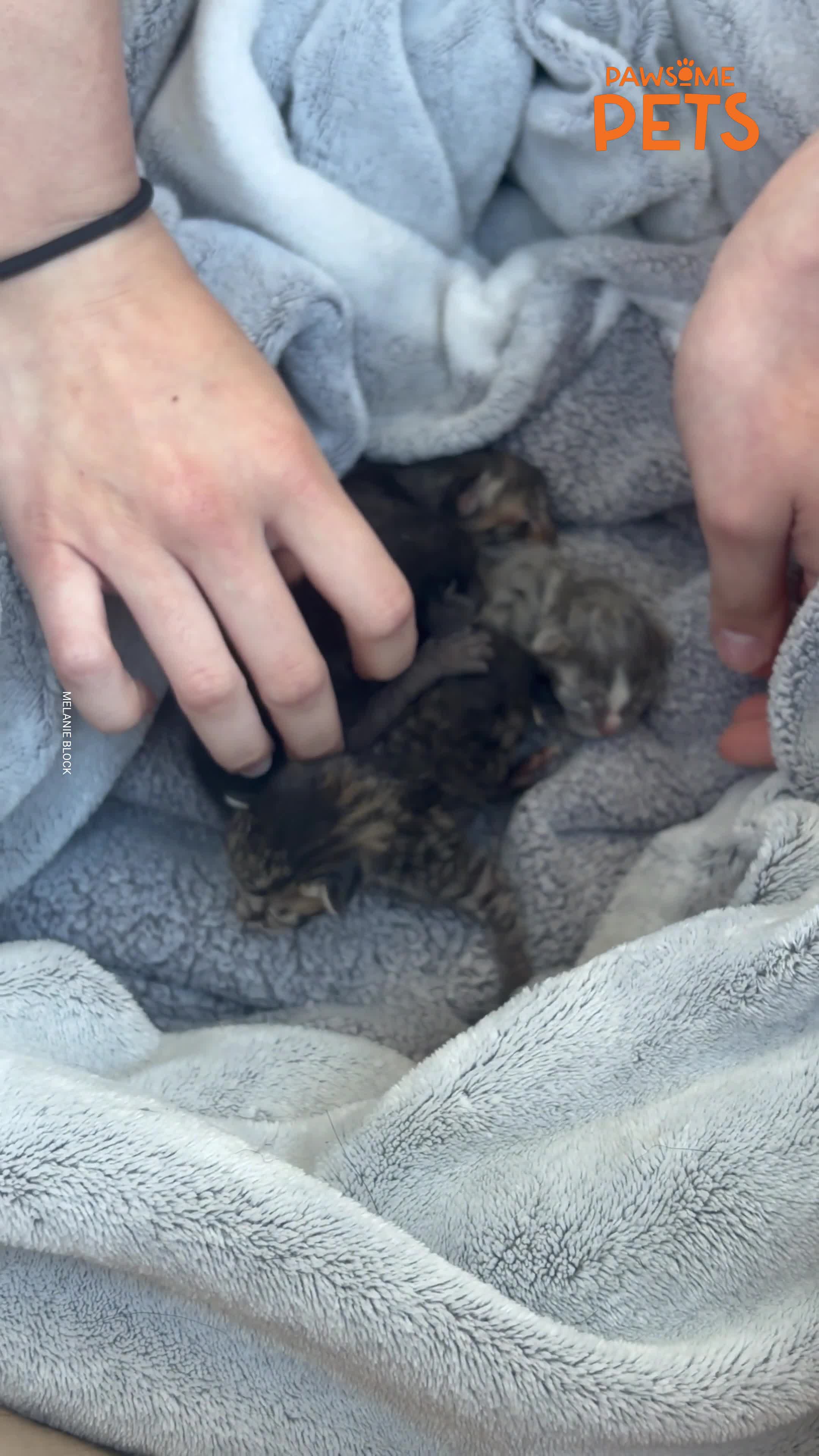 Newborn kittens found stuck together during property walkthrough rescue ...
