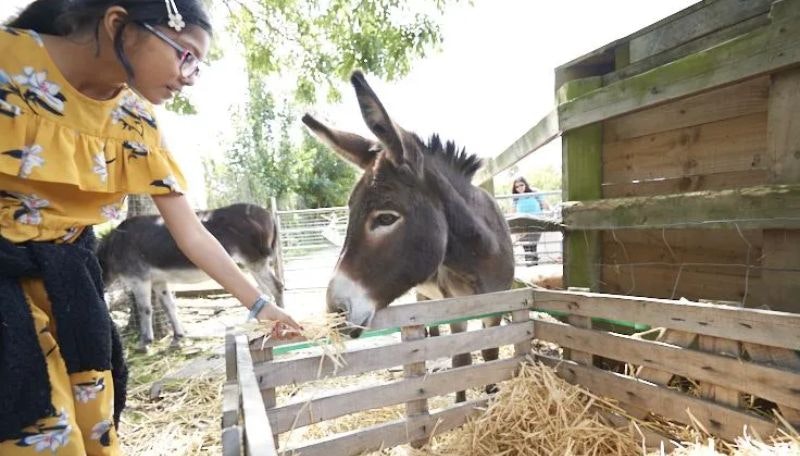 A young girl looking at a donkey at Kentish Town Farm