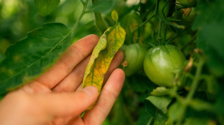 12 tomato growing tips every beginner needs for a successful first harvest
