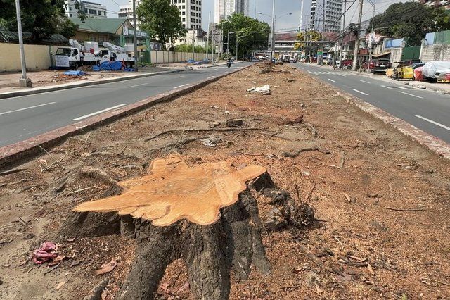 Environmental groups rage over tree-cutting along Quirino Avenue