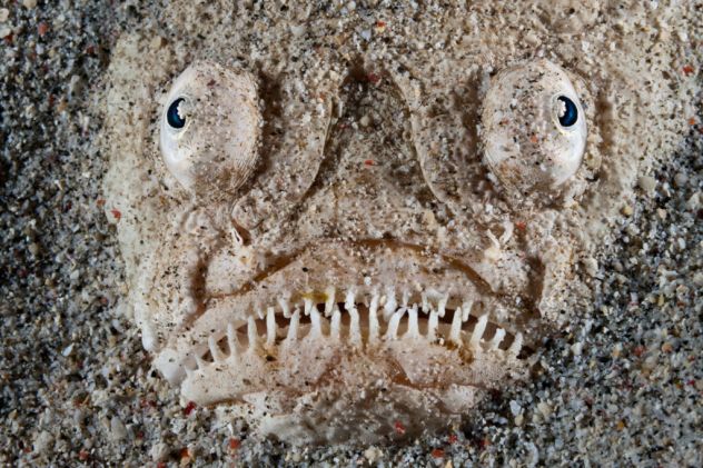 This 'terrifying' fish will give you nightmares