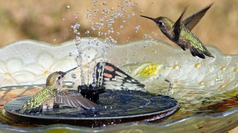 Turn a kiddie pool into an epic bird bath to attract more birds