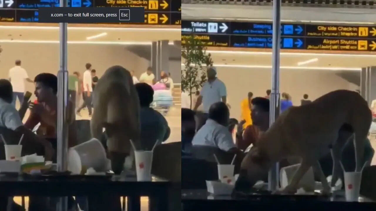 Stray dog spotted inside Hyderabad airport lounge, video goes viral ...