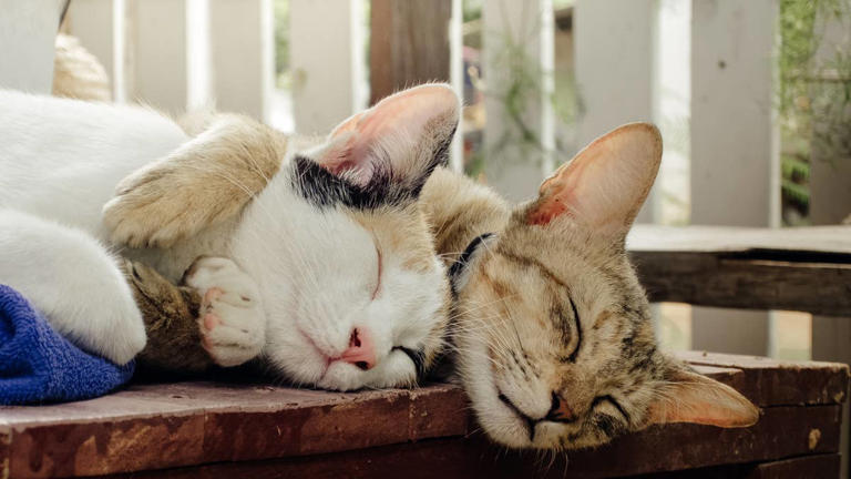 Stray cat dutifully guards his girlfriend while she sleeps in their box