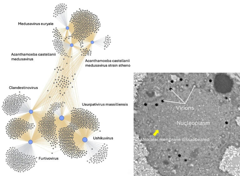 Discovery of furtivovirus advances understanding of giant virus evolution