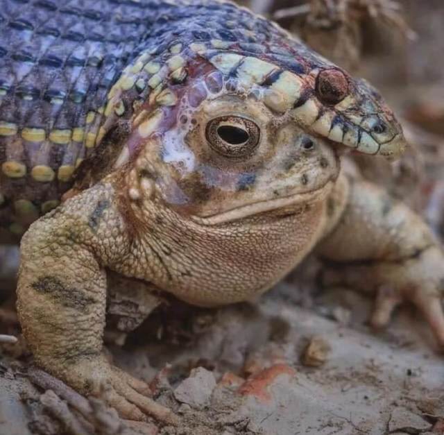 Picture of Snake dies after trying to eat toxic Great Plains toad