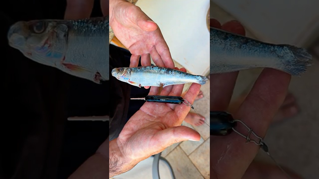 Esse robô pescador transforma um peixe em isca viva! 🎣🤪