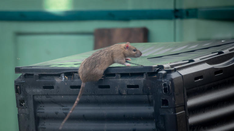 What to do if you find rats in your compost bin