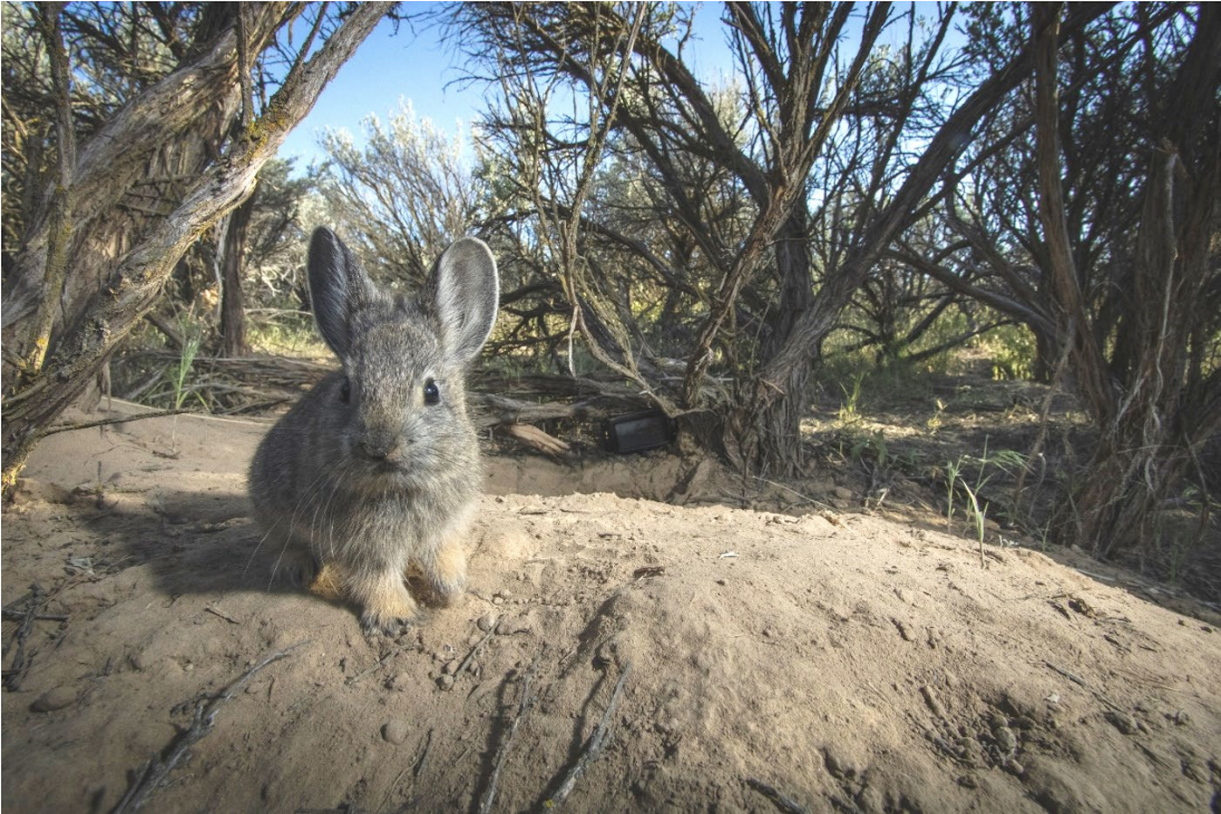 Endangered Species Act protections for pygmy rabbits? Groups sue Trump ...